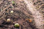 Chayote On Garden For Background Stock Photo