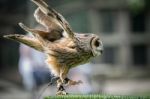 Tawny Owl (strix Aluco) Stock Photo