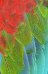 Close Up Of Scarlet Macaw Wing Stock Photo