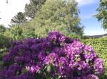 Nature And Flowers In The Park Stock Photo