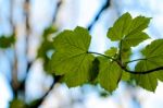 Green Leaves Stock Photo