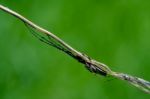 Arachnophobia And Wood Stock Photo