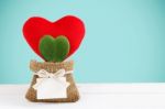 Heart Plant With Red Heart Decoration Stock Photo