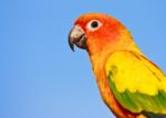 Macaw Bird Stock Photo