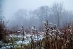 Brown Blades Of Grass Covered With Snow Stock Photo