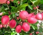 Carunda Or Karonda  (bengal-currants) Pink Fruit On Tree In The Garden.fruit For Health And High Vitamin Stock Photo