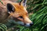 Close-up Of A Red Fox (vulpes Vulpes) Stock Photo