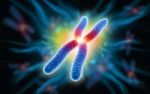 Chromosome Stock Photo