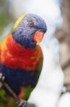 Rainbow Lorikeet Stock Photo