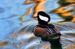 Hooded Merganser (lophodytes Cucullatus) At Barnes Wetland Trust Stock Photo