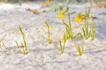 Daffodil Blooming Through The Snow Stock Photo