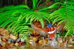 Blued-eared Kingfisher Stock Photo