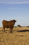 Brown Cow Stock Photo