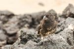 Galapagos Medium-ground Finch (geospiza Fortis)  In Santa Cruz, Stock Photo