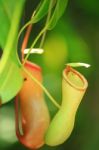 Nepenthes Stock Photo