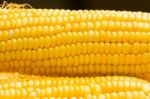 Fresh Corn Cobs Stock Photo