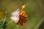 White Butterfly On A Flower Stock Photo