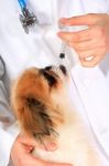 Veterinary Concept Stock Photo