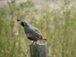 California Quail Stock Photo