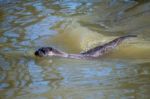 Eurasian Otter (lutra Lutra) In Natural Habitat Stock Photo