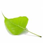 Bodhi Leaf Stock Photo