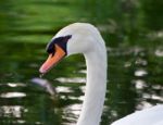 The Mute Swan Seems To Be Unsure Stock Photo