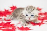 Young Tabby Cat On Red Autumn Leaves Stock Photo