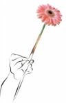 Gerbera In Hand Stock Photo