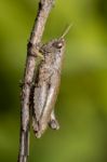 Macro Shot Of A Brown Grasshopper Insect Stock Photo