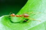 Ant At Work  Stock Photo