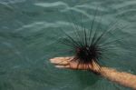 Sea Urchin Stock Photo