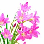 Zephyranthes Lily Stock Photo