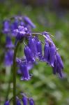 Bluebells Stock Photo