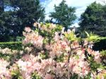 Rhododendron-flowers In The Park Stock Photo