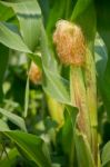 Corn Farm Stock Photo