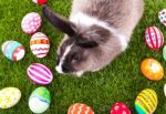 Rabbit And Easter Eggs In Green Grass Stock Photo