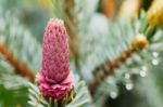 Young Fir Cone Stock Photo