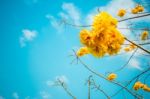 Cochlospermum Regium Stock Photo