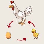 Chicken Life Cycle Stock Photo