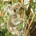 Koala In A Eucalyptus Tree Stock Photo