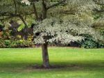 Cornus Controversa Variegata Tree Stock Photo