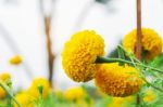 Marigold With The Beauty In Garden Stock Photo