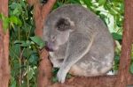 Sleeping Koala Stock Photo