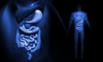 Human Digestive System    Stock Photo