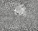 Leopard Background Stock Photo