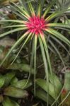 Bromeliad In Tropical Forest, Brazil Stock Photo