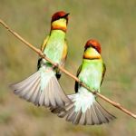 Chestnut-headed Bee-eater Stock Photo