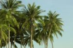 A Lot Of Green Palm Trees On The Background Of The Blue Sky. Tro Stock Photo