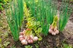 Two Bundles Of Garlic Lying On The Ground Stock Photo