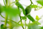 Close Up Baby Melon With Melon Flower, Popular Stock Photo